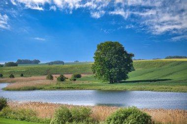 Büyük bir ağaç, huzurlu bir nehir ve arka planda mavi gökyüzü olan uçsuz bucaksız yeşil tarlalar içeren güzel bir manzara..