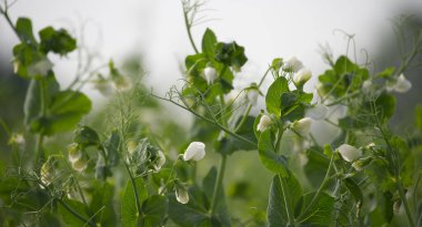 Yeşil bezelye bitkilerinin beyaz çiçeklerle çiçek açması, büyümeyi ve bahçedeki doğal güzelliği simgeliyor..