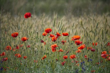 Canlı kırmızı gelincik çiçekleri yemyeşil bir tarlada yetişiyor, doğal güzellik ve sükunet sergiliyor..