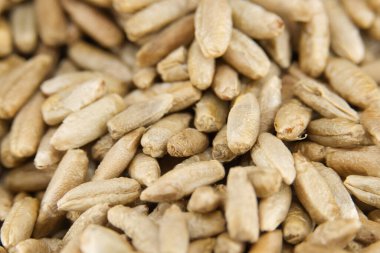 Çavdar taneleri ve taze çavdar saplarının detaylı görüntüsü doğal gıda, tarım ve organik tarım kavramları için mükemmeldir.