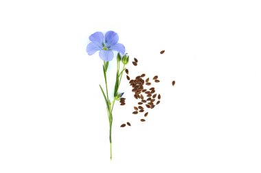 Çiçekli keten kökleri, keten tohumu tohumları ve beyaz arka planda izole edilmiş keten rengi meyve kapsülleri. Linum usitatissimum veya Common Flax