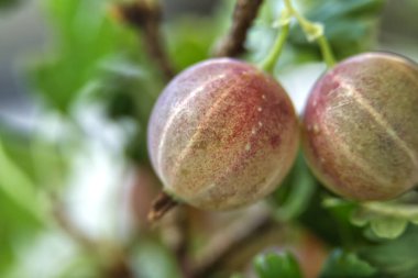 Taze ve olgun bektaşi üzümlü yeşil yapraklı Macro shot. Taze ürünler, yaz meyveleri ve sağlıklı beslenmeyle ilgili kavramlar için ideal..