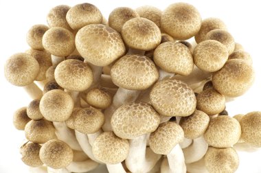 Kahverengi kayın mantarlarının çeşitli tonlarında Shimeji mantarları (Hypsizygus tessellatus)