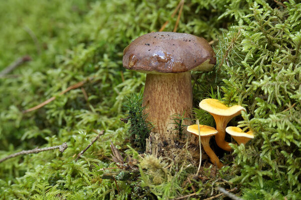 Wild Boletus pinophilus also known as the pine bolete or pinewood king bolete, surrounded by the vibrant green hues of moss and grass