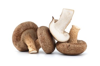 Beyaz arka planda izole edilmiş taze shiitake mantarları, sağlıklı gıda ve farmakolojik özellikler, Lentinula edodes