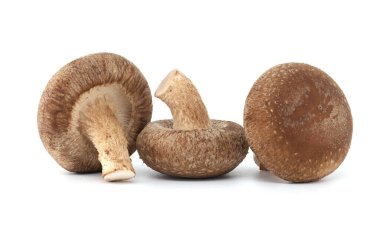 Taze shiitake mantarları bilimsel olarak Lentinula edodes olarak adlandırılır, bu mantarlar hem aşçılık hem de tıbbi kullanım için popüler bir seçimdir.