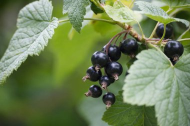 Yeşil yapraklı bir dalda asılı taze siyah kuşüzümü yakın plan. Doğa, meyve ve bahçe temaları için mükemmel..