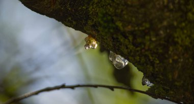 Sakin bir orman ortamında yosun kaplı bir daldan süzülen ağaç özü ya da reçinesinin detaylı fotoğrafı..