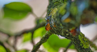 Sakin bir orman ortamında yosun kaplı bir daldan süzülen ağaç özü ya da reçinesinin detaylı fotoğrafı..