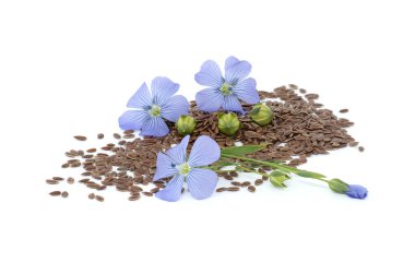 Keten çiçeği ve keten tohumu tohumları beyaz arka planda izole edilmiş keten meyveli yuvarlak kapsüller.