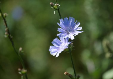 Yaygın hindiba, Cichorium intybus, doğal güneş ışığı altında güzel mavi bir çiçek. Bu uzun ömürlü bitki mavi papatya ya da mavi karahindiba olarak da bilinir..