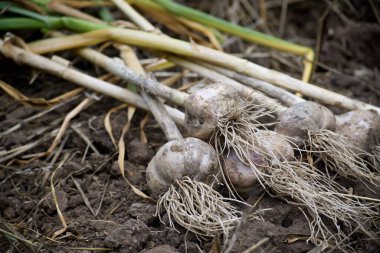 Topraktan yeni toplanmış sarımsak soğanlarının yakın plan çekimi köklerini ve doğal çevresini gözler önüne seriyor..