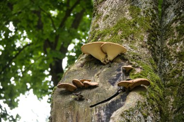 Yosun dolu yeşil bir ormanın ortasında filizlenen doğal mantarlar orman florasının ve mantarların güzelliğini gösteriyor..