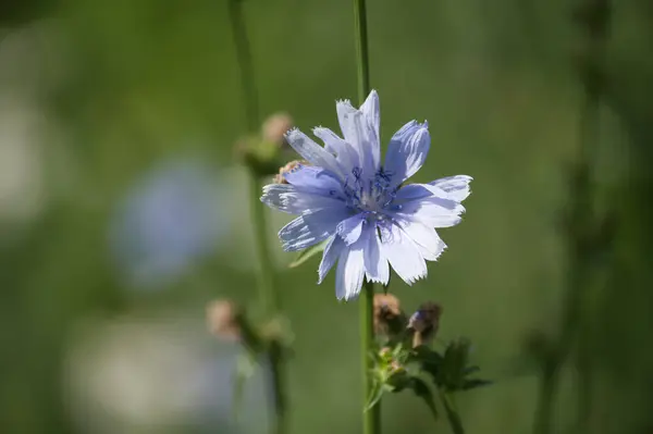 stock image Common chicory, Cichorium intybus, with a beautiful blue flower under natural sunlight. This perennial herb is also known as blue daisy or blue dandelion.