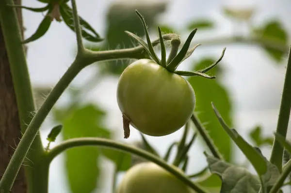 stock image Close-up of an unripe green tomato on a vine surrounded by green foliage in a garden setting.