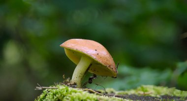 Closeup of Suillus granulatus mushroom, also known as weeping bolete or granulated bolete, growing near a tree trunk in a lush forest. clipart