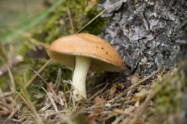 Suillus granulatus mantarına yakın çekim, aynı zamanda ağlayan bolete veya granüle bolete olarak da bilinir, yemyeşil bir ormanda bir ağaç gövdesinin yanında yetişir..