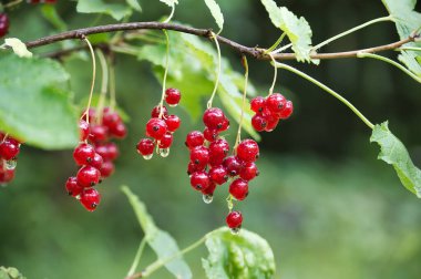 Bahçedeki yemyeşil yeşillik arka planına sahip dallara asılı olgun kırmızı kuşüzümü yakın plan..