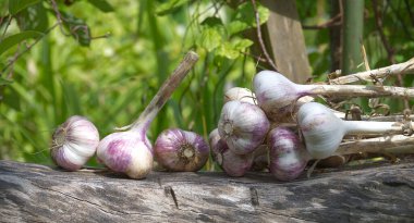 Taze toplanmış sarımsak soğanları bir bahçe ortamındaki ahşap bir kütükte sergilenerek organik tarım ve kırsal yaşamın özünü yakalıyor..