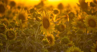 Sunflower field at sunset with golden sunlight creating a warm ambiance. Vibrant and beautiful blooming sunflowers are prominently displayed. clipart