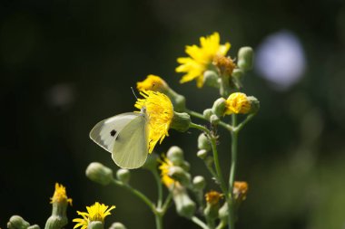 Close-up of a large white cabbage butterfly perched on yellow flowers, showcasing its natural beauty and delicate wings. clipart