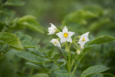 Çiçek açan bir patates çiçeğinin, yemyeşil bir arka planı ve yumuşak odaklı diğer çiçeklerle güzel yakın çekimi..
