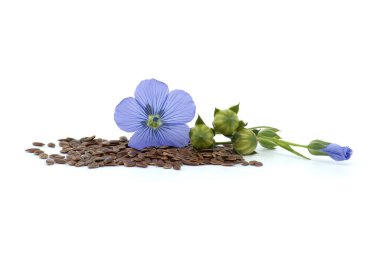 Keten çiçeği ve keten tohumu tohumları beyaz arka planda izole edilmiş keten meyveli yuvarlak kapsüller.