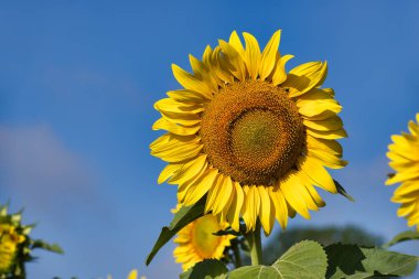 Açık mavi gökyüzünün altında açan parlak bir ayçiçeğinin detaylı yakın plan fotoğrafı yazın özünü yakalıyor..