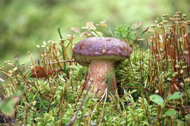 Wild pinewood king bolete mushroom is nestled amidst a lush setting, surrounded by the vibrant green hues of moss and grass clipart