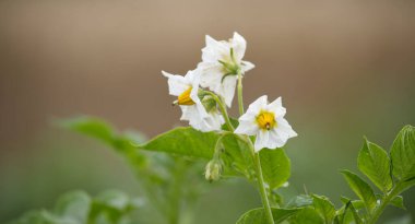 Çiçek açan bir patates çiçeğinin, yemyeşil bir arka planı ve yumuşak odaklı diğer çiçeklerle güzel yakın çekimi..