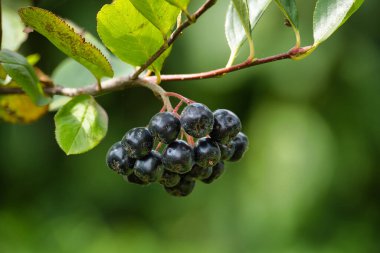 Taze Aronia melanocarpa 'nın (siyah boğaz üzümü) bir dalda asılı yeşil yapraklarla yakın plan görüntüsü.