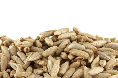 Yakından çekilmiş çavdar taneleri yığını beyaz bir zemin üzerinde izole edilmiş doğal gıda, tarım ve organik tarım kavramları için mükemmel.