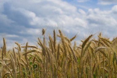 Bereketli bir buğday tarlasına yakın çekim. Olgun sapları, dağınık bulutlu bir gökyüzüne karşı kurulmuş. Fırtınalı hava potansiyelini gösteriyor.