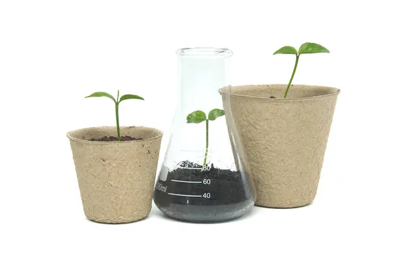 stock image Green seedling sprouting from biodegradable pot near conical glass flask filled with soil and green plant, isolated on white background