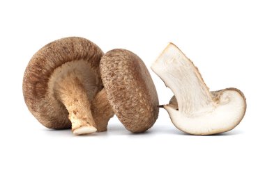 Beyaz zemin üzerinde çiğ shiitake mantarları izole, besin ve tıbbi, Lentinula edodes