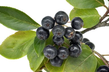 Aronia melanocarpa 'nın (siyah boğaz üzümü) yakın planında olgun böğürtlen ve yemyeşil yapraklar sergilenmektedir..