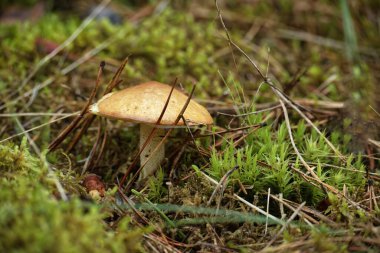 Closeup of Suillus granulatus mushroom, also known as weeping bolete or granulated bolete, growing near a tree trunk in a lush forest. clipart