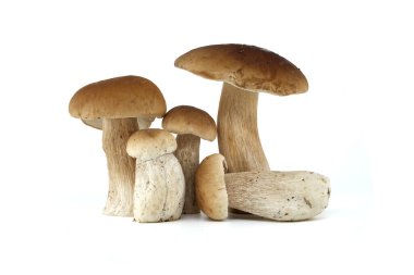 Beyaz arka planda sergilenen bir grup taze sepet ya da bozuk para mantarı doğal dokularını ve topraksı tonlarını gözler önüne seriyor. Doğa, Boletus edulis mantarı