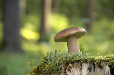 Close-up of a porcini or cep, penny bun mushroom growing on a moss-covered tree stump in a forest. The blurred background enhances the natural and serene beauty of the scene. clipart