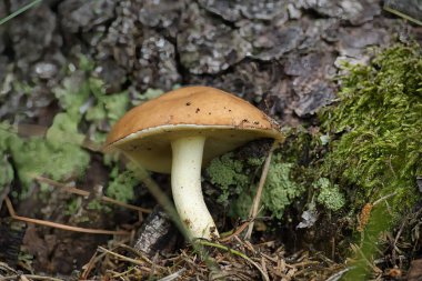 Suillus granulatus mantarına yakın çekim, aynı zamanda ağlayan bolete veya granüle bolete olarak da bilinir, yemyeşil bir ormanda bir ağaç gövdesinin yanında yetişir..