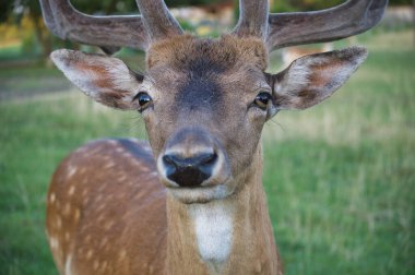 Doğal ortamında büyük boynuzları olan görkemli bir geyiğin yakın çekimi. Bulanık arka plan, açık hava ortamında geyiğin özelliklerine odaklanmayı arttırır..