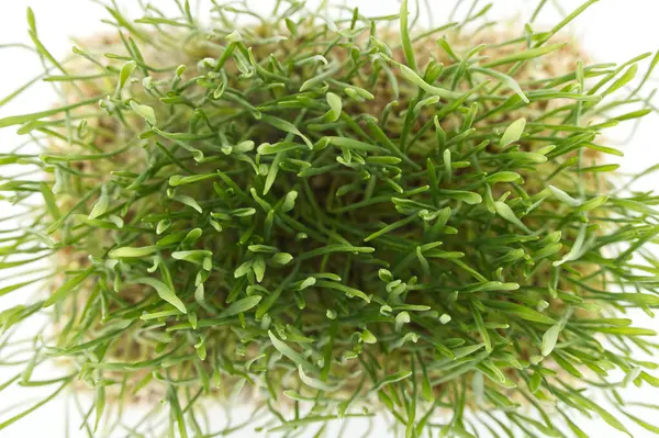 Stock image Top view of a vibrant green wheatgrass stalks over a white surface, with selective focus