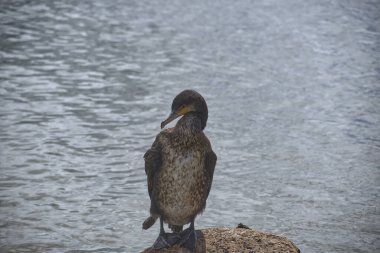 Suyun kenarındaki bir kayaya tünemiş bir kuş huzur ve doğal güzelliği somutlaştıran sakin bir vahşi yaşam ortamında.