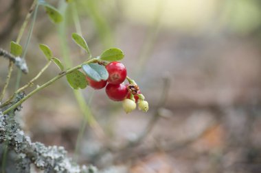 Doğal bir ortamda bir dalda yetişen canlı kırmızı yaban mersinlerinin yakın çekimi, bu dağ yaban mersinlerinin huzurlu bir orman ortamında zengin ve taze görüntüsünü sergiliyor..