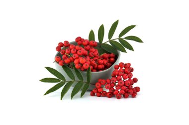 Beyaz arka planda yeşil yapraklı canlı kırmızı Rowan meyveleri doğal güzelliği ve tazeliği sergiliyor.