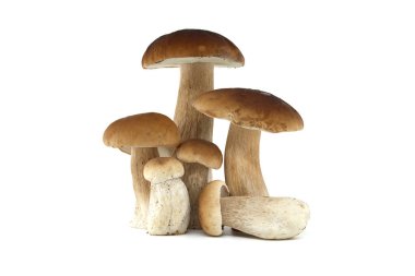 Mutfak ve gastronomik kullanım için mükemmel, beyaz arka planda sergilenen bir grup taze sepet ya da bozuk para mantarı. Boletus edulis veya porcino, porcini mantarı.