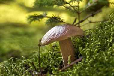 Vahşi Boletus edulis mantarı yemyeşil yemyeşil bir ormanda, sonbahar mevsiminde sessiz bir ormanlık alanda doğanın güzelliğini sergiliyor..