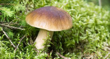 Yosun ve bitkilerle çevrili orman ortamında yaban kuruşu çöreği ya da sepet mantarı. Doğal büyümenin özünü ve ormanın huzurlu atmosferini yakalar..