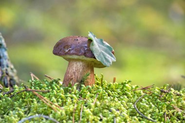 Boletus pinophilus mantarı yemyeşil yosun ve otlarla çevrili yemyeşil bir ortamda yuva yapar.