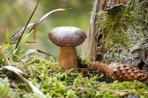 Low angle view of a Pine Bolete or Boletus Pinophilus mushroom growing on lush green moss in a forest